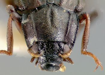 Media type: image;   Entomology 21794 Aspect: head frontal view